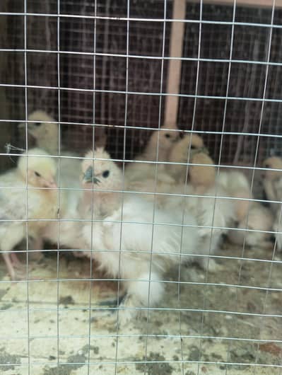 silkies chicks for sale