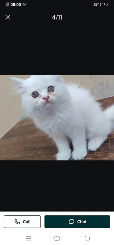 Persian cat for sale male or female by WhatsApp0331=4372=136