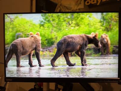Lenovo ThinkVision P24q-20 24" 1440p 75Hz + Monitor Arm
