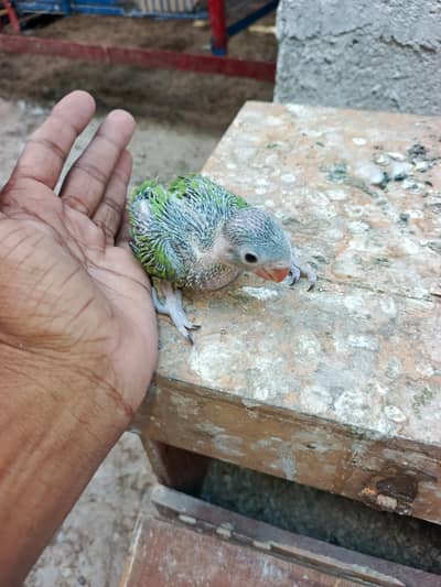 green ringneck checks available 03022560264