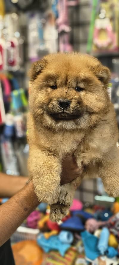 Chow Chow puppy male female available