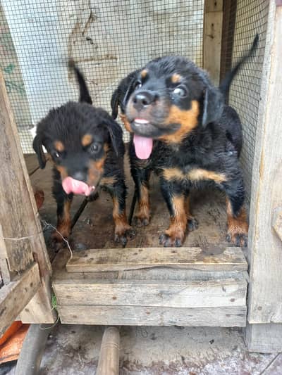 Rottweiler puppies