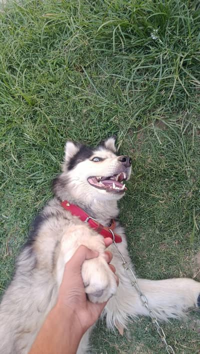 Siberian Husky/For sale /Non ped