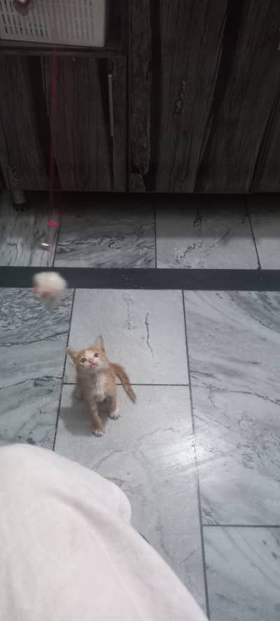 Cute orange kitten up for charged adoption
