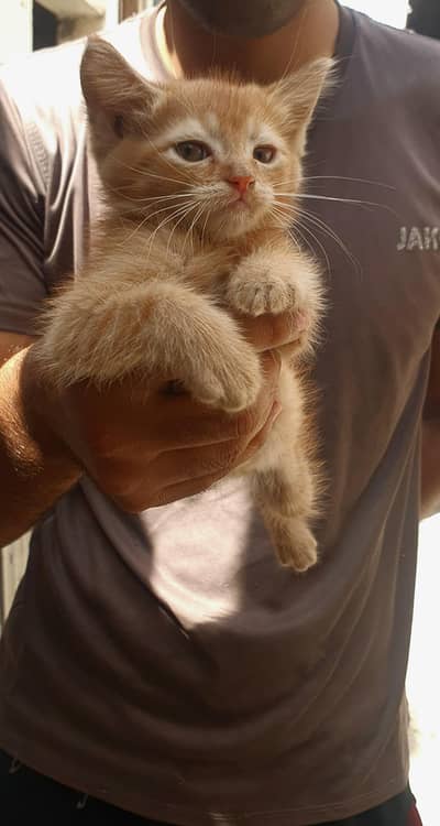 Persian Kittens | white brown |