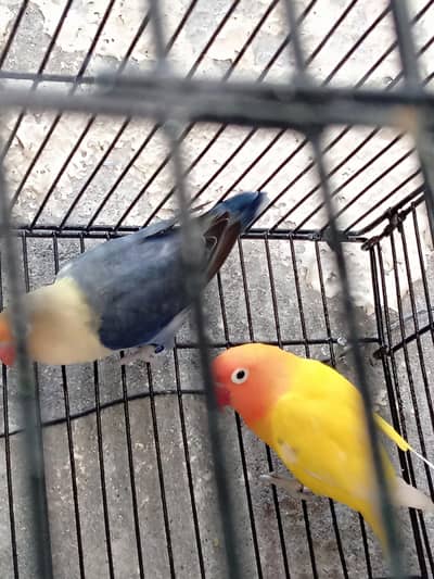 love bird pair for sale |Latino male + parblue female breeder pair