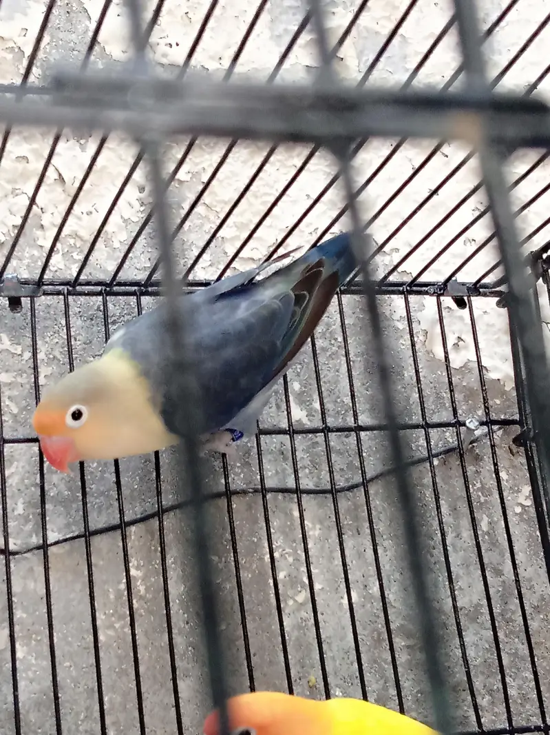 love bird pair for sale |Latino male + parblue female breeder pair — photo 2