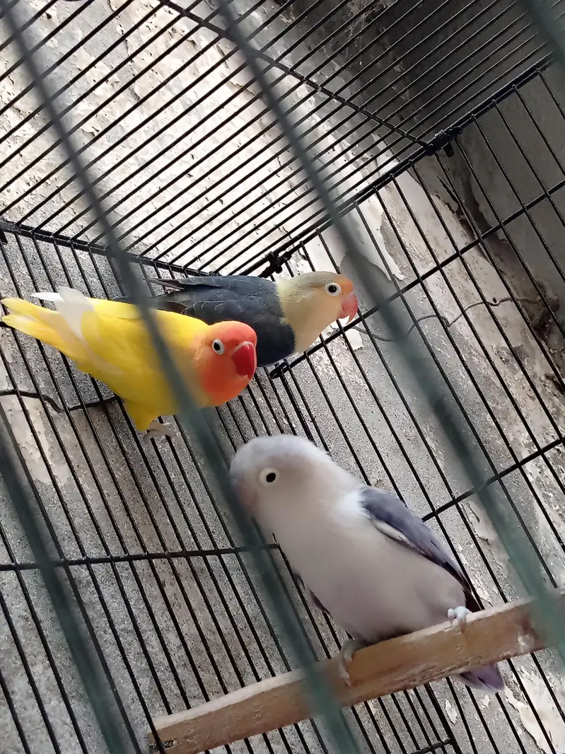 love bird pair for sale |Latino male + parblue female breeder pair — photo 3