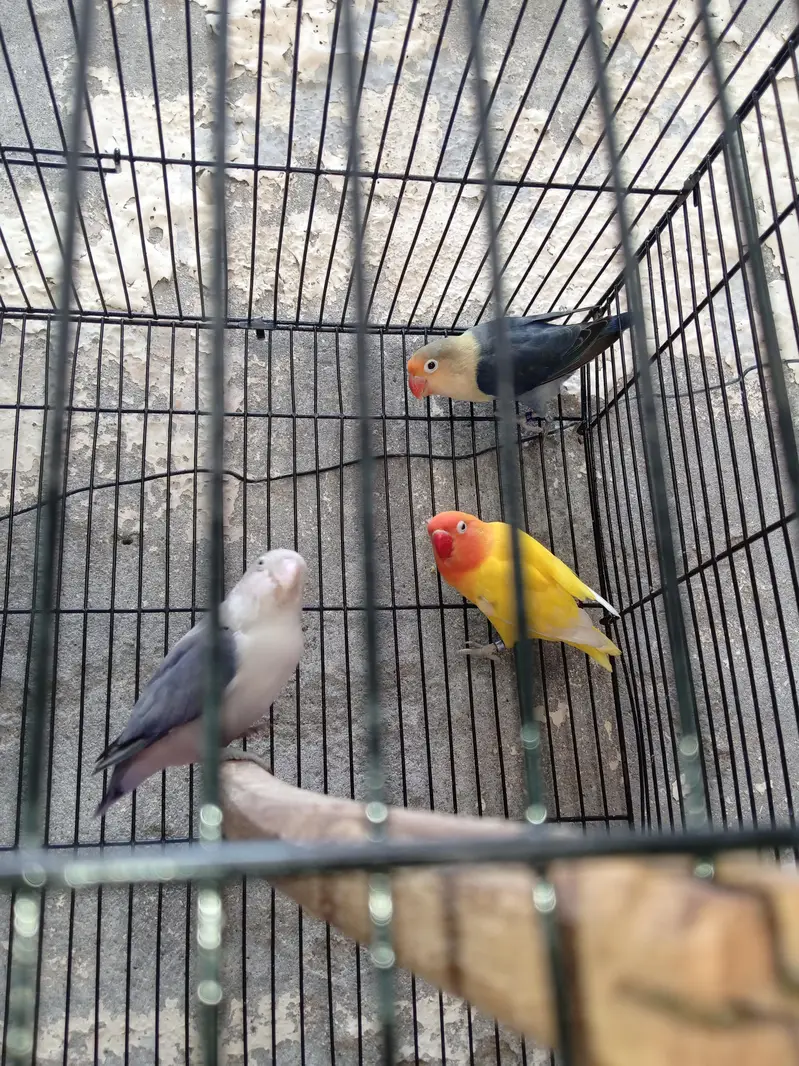 love bird pair for sale |Latino male + parblue female breeder pair — photo 4