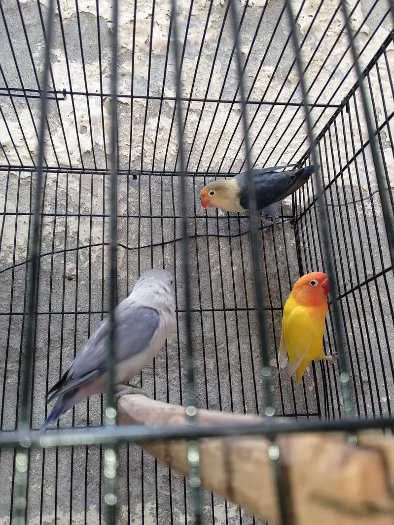 love bird pair for sale |Latino male + parblue female breeder pair — photo 5