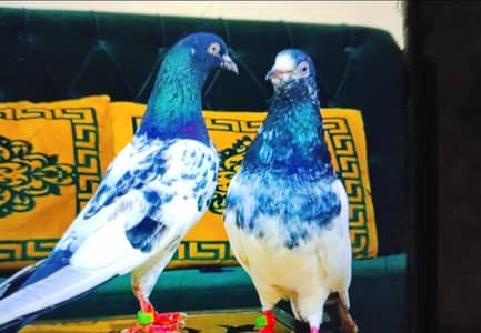 teddy baby pigeons available