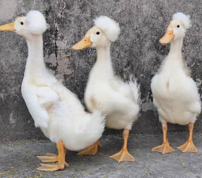 pure crusted duck chiks