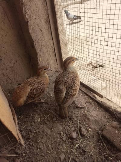 Pair of Village Teetar . . . . . . .