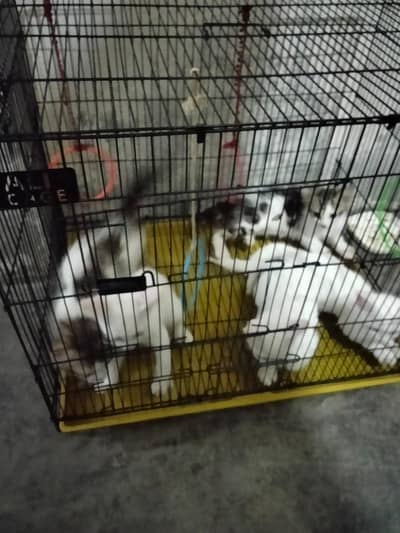 Persian Kittens for Sale – 2 Months Old Healthy & Playful