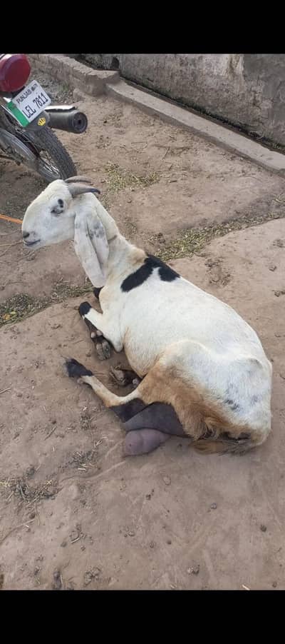 2 desi bakriya 3 bakra for sale 03154184601