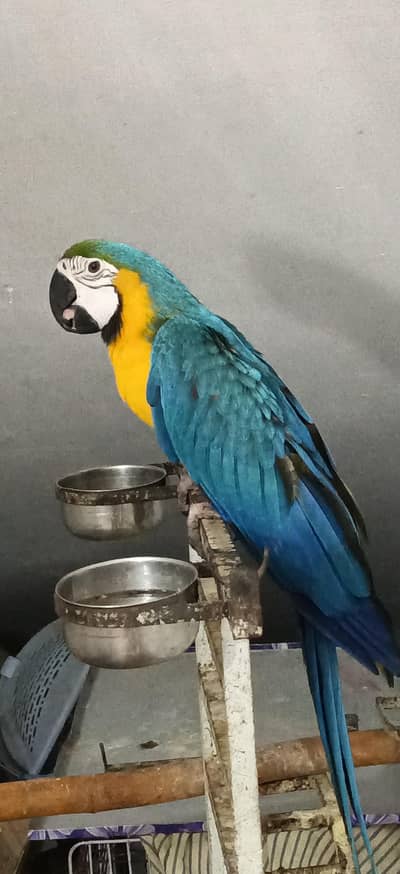 BLUE n gold macaw tame