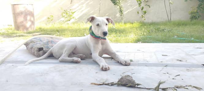 GUL TAIR DOGS FOR SALE 04 MONTHS OLD
