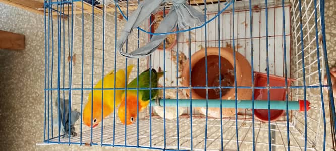 love birds pair