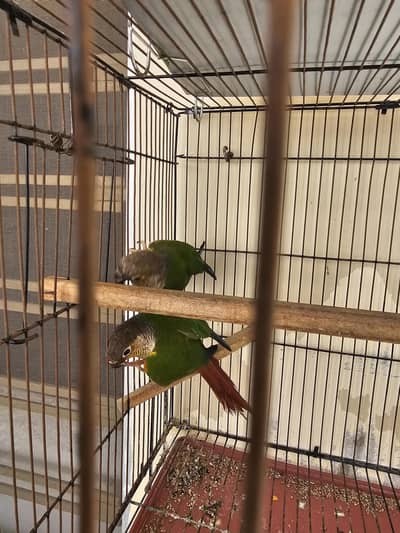 yellow sided green cheek conure breeder pair