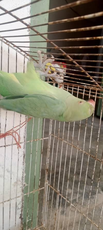 green parrot
