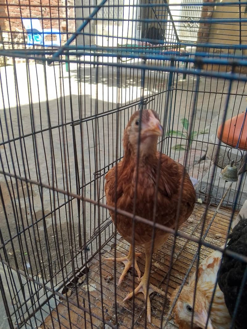 مرغیاں 1