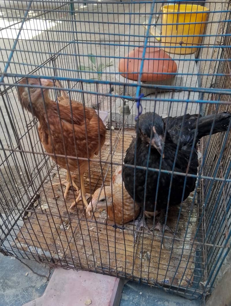 مرغیاں 2