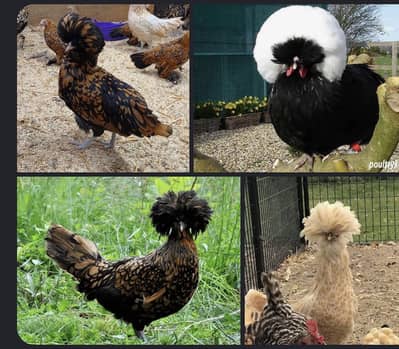 Polish hens
