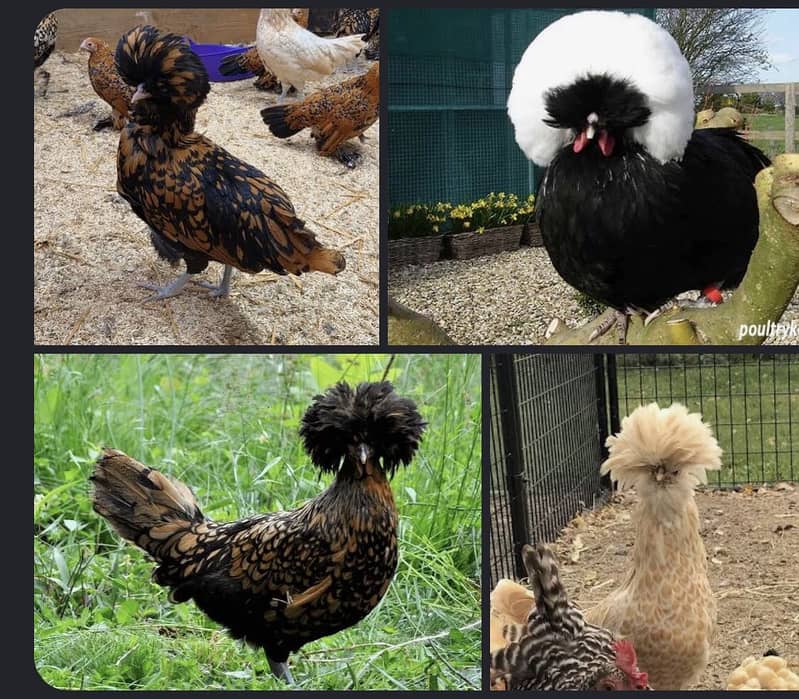 Polish hens 0