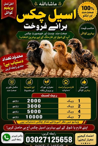 chiks for sale