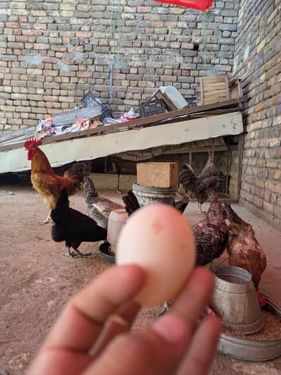 Eggs (03444608899