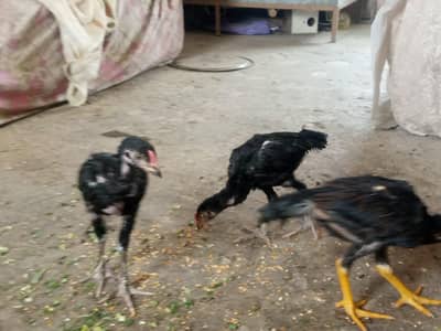Pure Aseel Chicks 03454162260