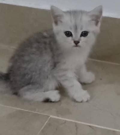 FOUR FEMALE KITTENS FOR SALE !!!
