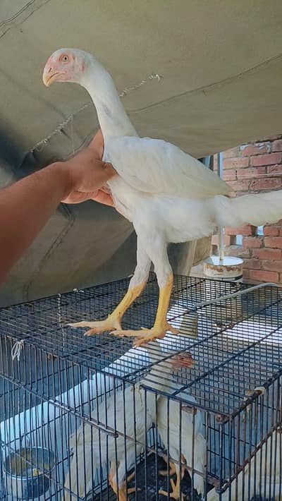 aseel shamo | white shamo| king size shamo |german shamo | 3 month old