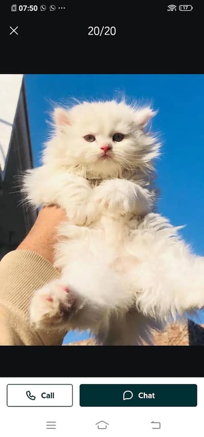 Persian cat for sale male or female by WhatsApp0331=4372=136