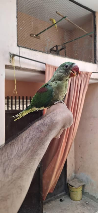 Raw perrot