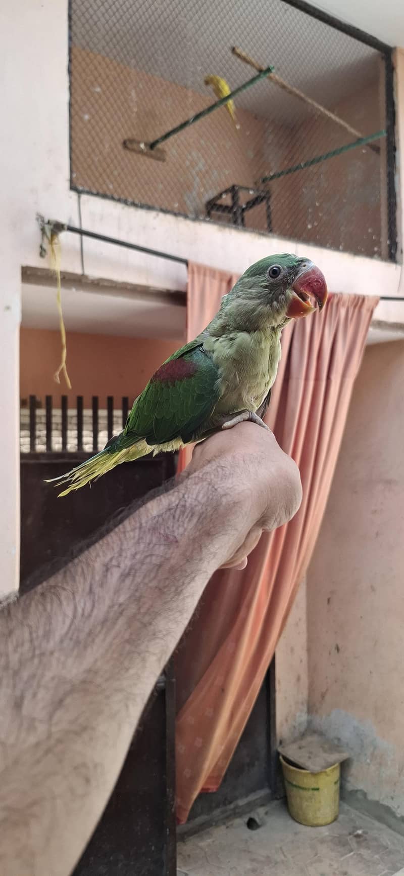 Raw perrot 0
