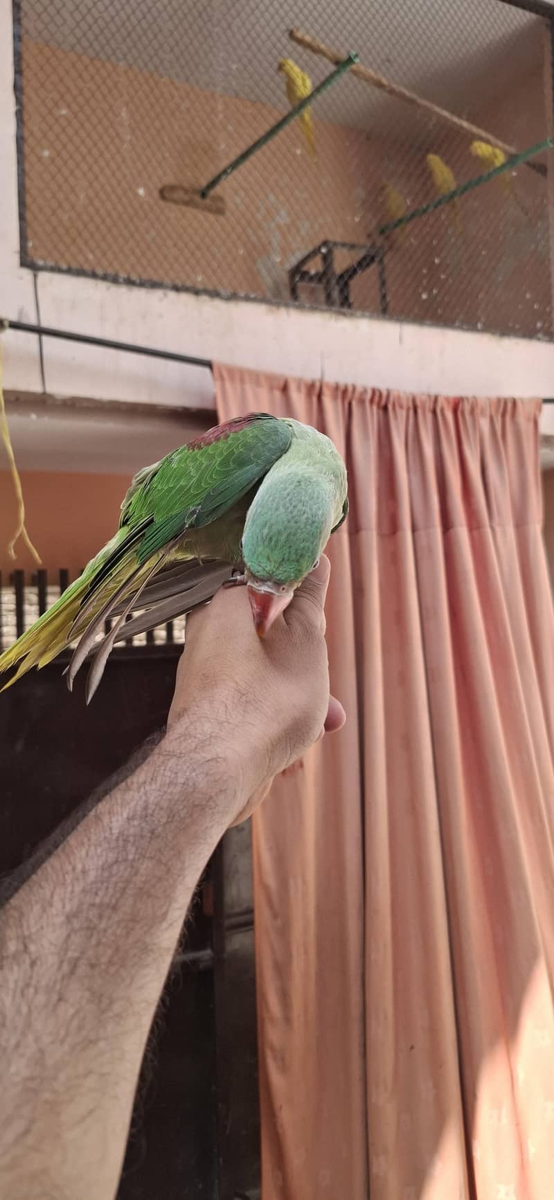 Raw perrot 1