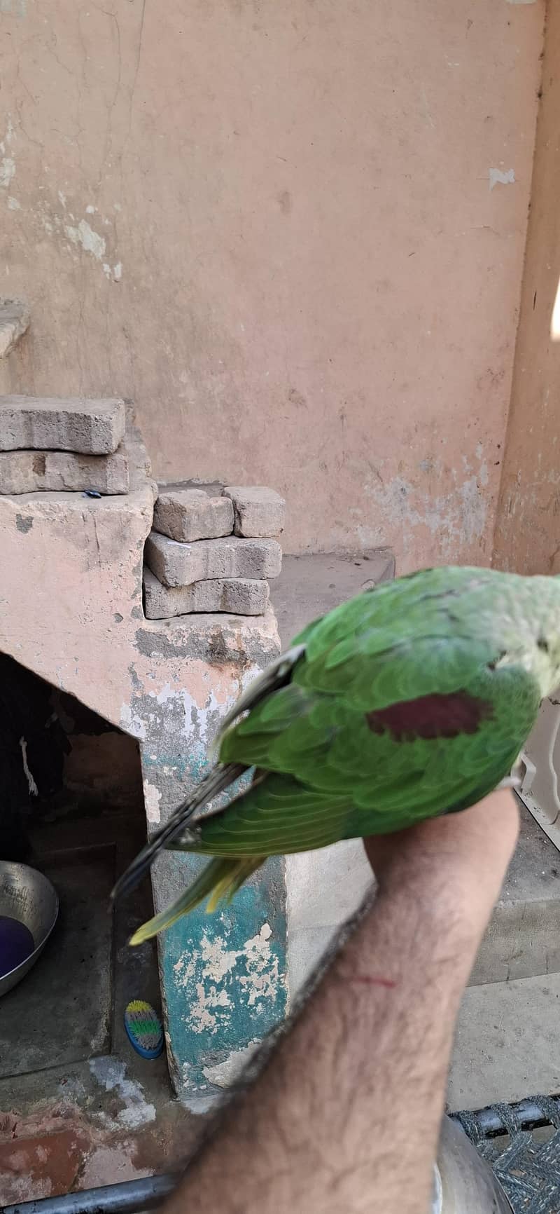 Raw perrot 2