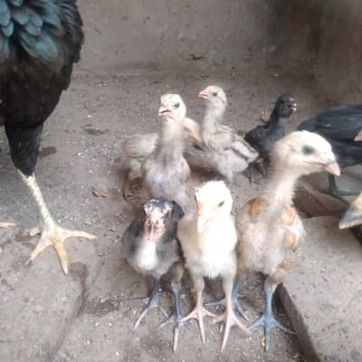 ASEEL CHICK FOR SALE