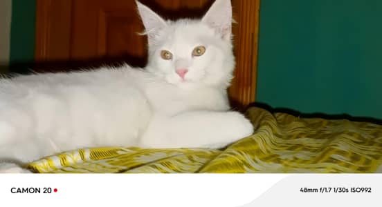 Persian cat for sale is number per Raabta Karna Karna hai 03708460124