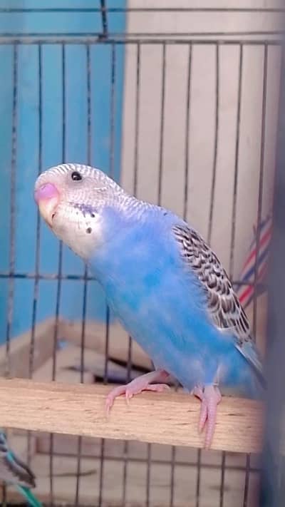 BUDGIES HEALTHY AND ACTIVE
