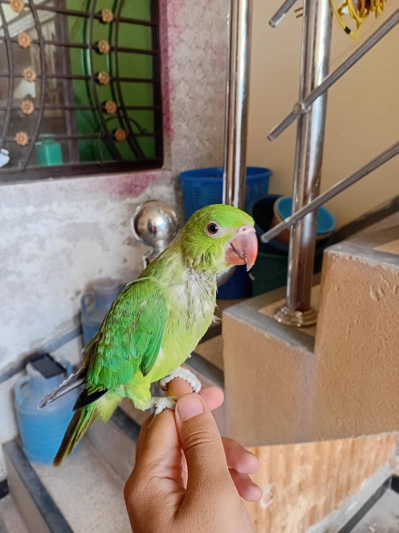 Parrot 1