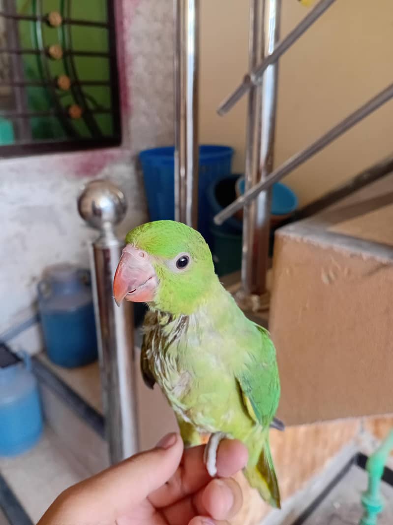 Parrot 2