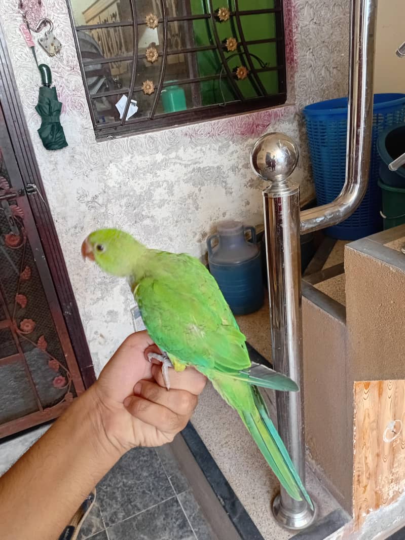 Parrot 3