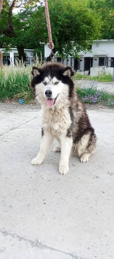 Siberian husky dog | Siberian husky puppy | Husky male for sale