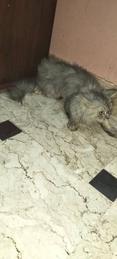 Parsean Cat Vip Cat