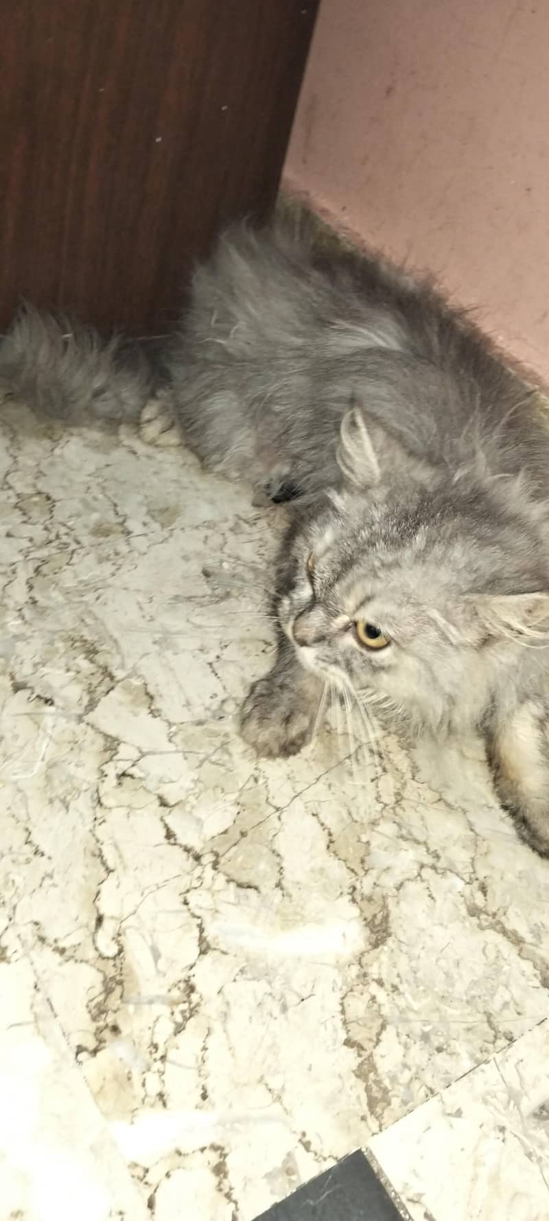 Parsean Cat Vip Cat 1