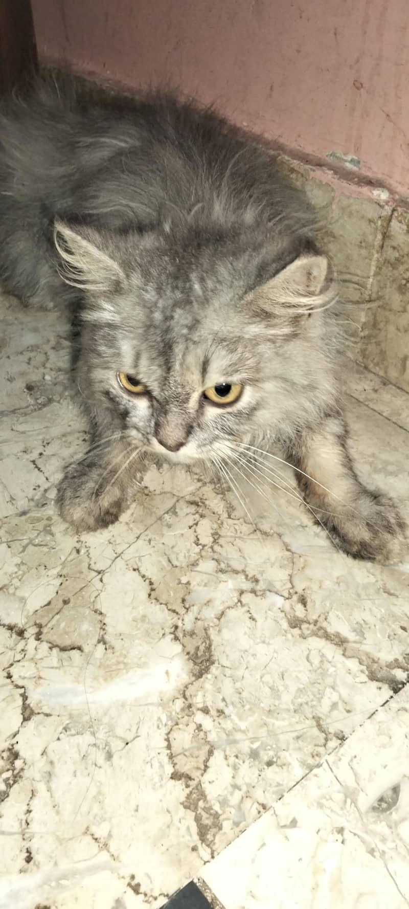 Parsean Cat Vip Cat 2
