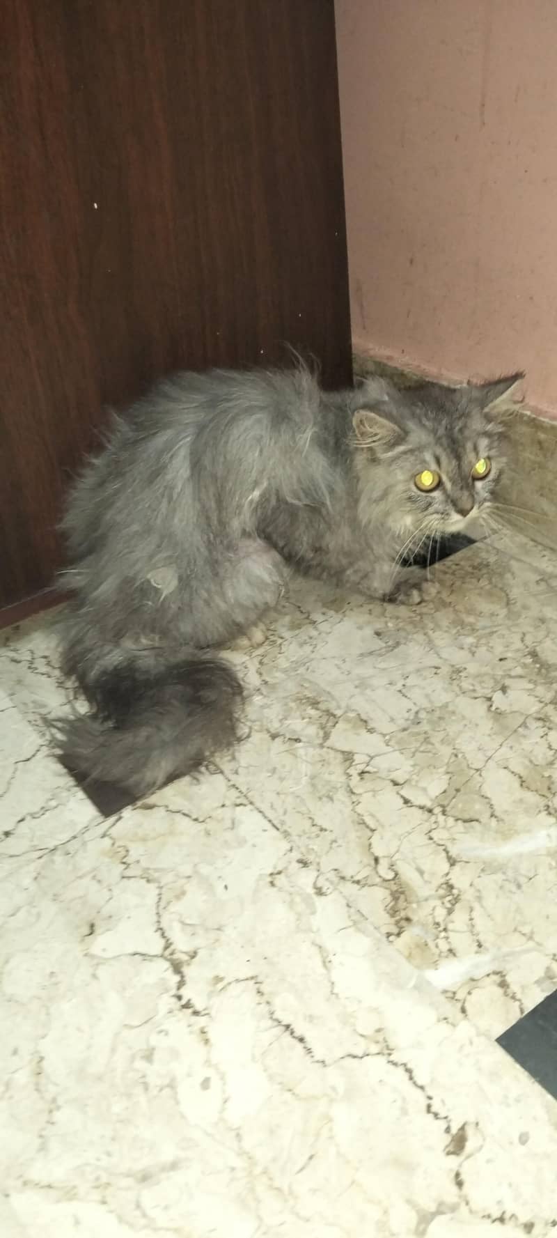 Parsean Cat Vip Cat 3