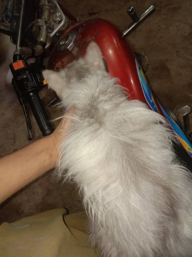 Parsean Cat Vip Cat 4